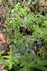 Trichostema arizonicum