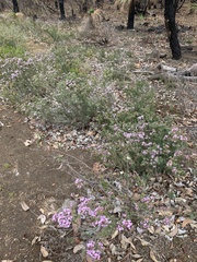 Verticordia plumosa