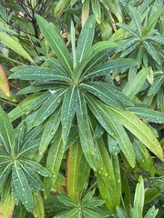 Euphorbia mellifera
