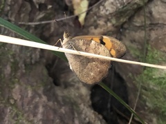 Heteronympha mirifica