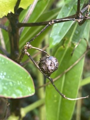 Euphorbia mellifera