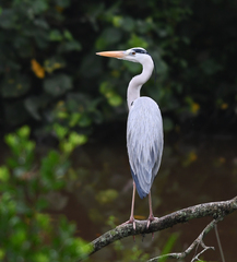 Ardea cinerea
