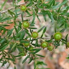 Leptospermum polygalifolium