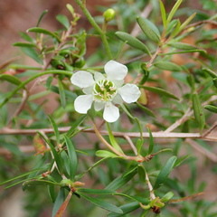 Leptospermum polygalifolium