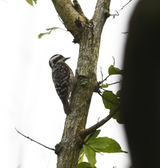 Yungipicus moluccensis