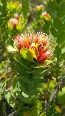 Leucospermum oleifolium