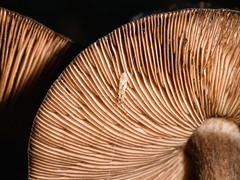 Amphineurus hudsoni