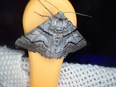 Hypobapta diffundens