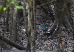 Pitta moluccensis