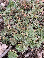 Sedum glaucophyllum