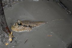 Periophthalmodon schlosseri