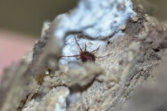 Erythraeidae
