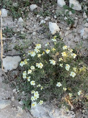 Zinnia acerosa