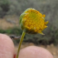 Euryops dregeanus