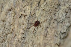 Erythraeidae