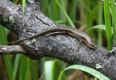 Eutropis multifasciata