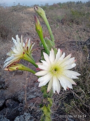 Trichocereus macrogonus