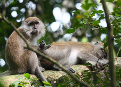Macaca fascicularis