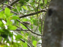 Ficedula zanthopygia