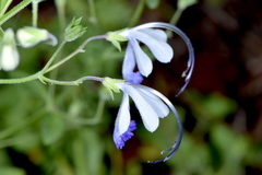 Trichostema arizonicum