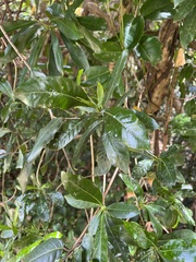 Gardenia urvillei