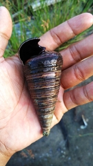 Telescopium telescopium