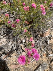 Melaleuca