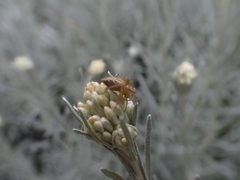 Oxyopes gracilipes