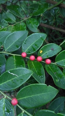 Breynia oblongifolia