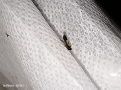 Nephotettix nigropictus