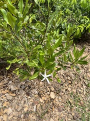 Atractocarpus platyxylon