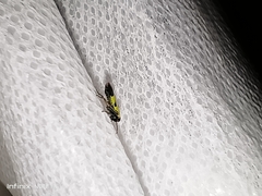 Nephotettix nigropictus