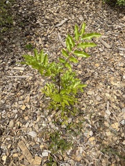 Elattostachys apetala