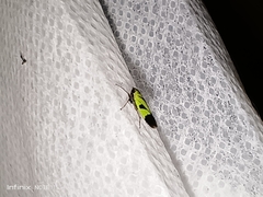Nephotettix nigropictus