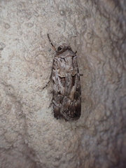 Agrotis munda