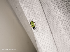 Nephotettix nigropictus