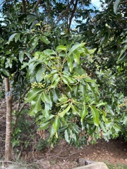 Elattostachys apetala