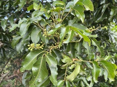 Elattostachys apetala