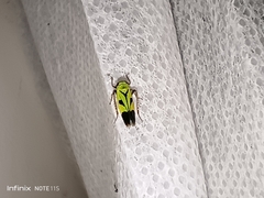 Nephotettix nigropictus