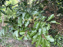 Elattostachys apetala