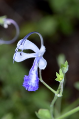 Trichostema arizonicum