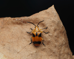 Stethopachys formosa