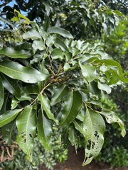 Elattostachys apetala