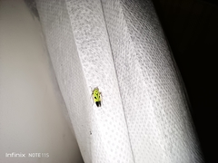 Nephotettix nigropictus