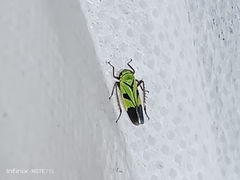 Nephotettix nigropictus