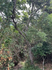 Neoarytera chartacea