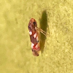 Erythroneura elegans