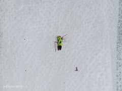 Nephotettix nigropictus