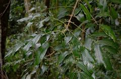 Dysoxylum oppositifolium