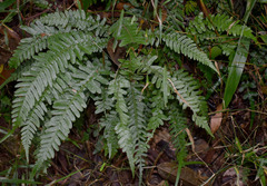 Blechnum parrisiae